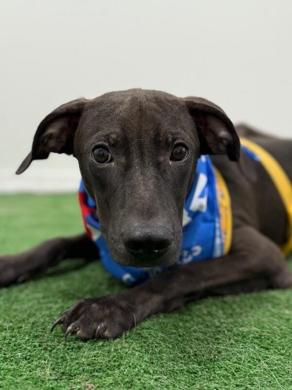 Pancho-One of our Amazing Rescue Dogs