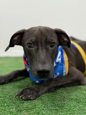 Pancho-One of our Amazing Rescue Dogs