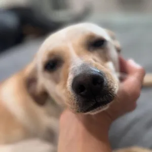 Nala