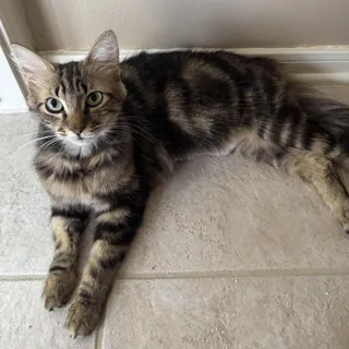 Sabrina