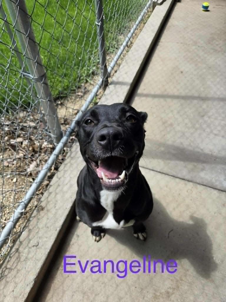 Evangeline