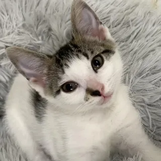 Pixie