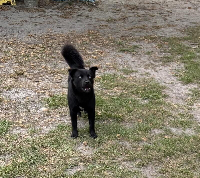 Panther