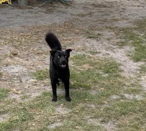 Panther