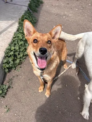 Darla