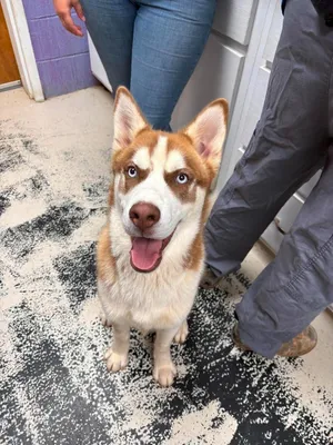 Kodiak