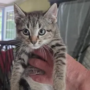 Whiskey