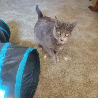 ANGEL (FRONT PAW DECLAW)