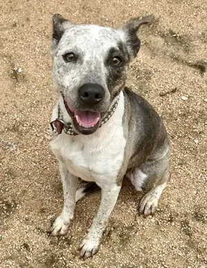 Bea