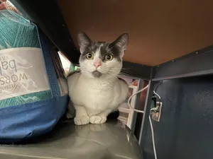 Gemma