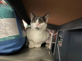 Gemma