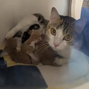 Pip