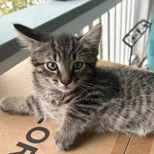 Finn