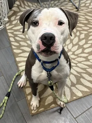 Vinnie