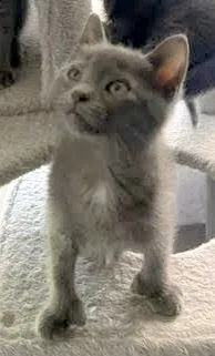 Dolly (Polydactyl)