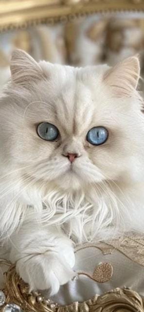 Tullia, Persian princess