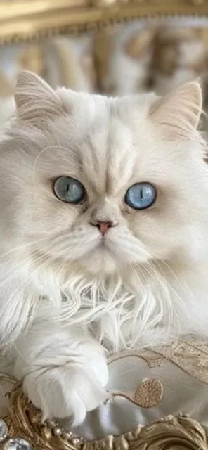 Tullia, Persian princess