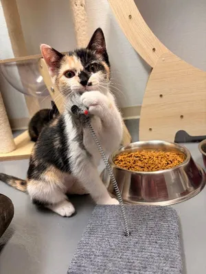 Cara
