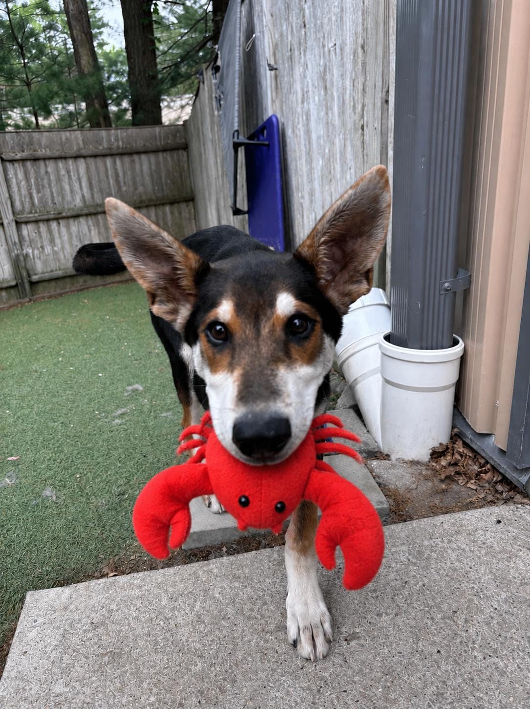 Lobstah Roll