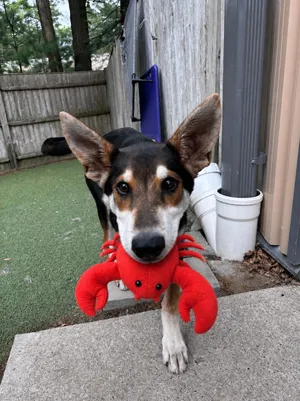 Lobstah Roll