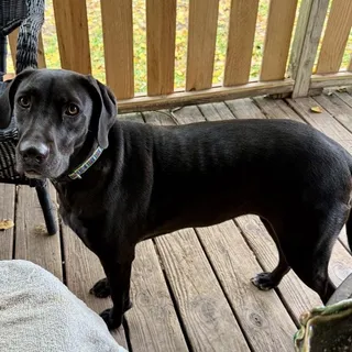 Daisy