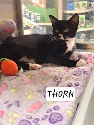 Thorn (FCID# 06/23/2026 - 18 Brandywine PS)