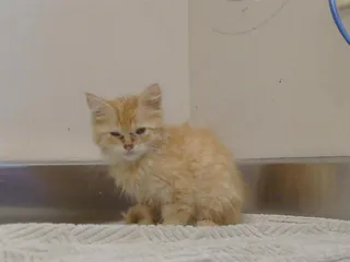 NALA