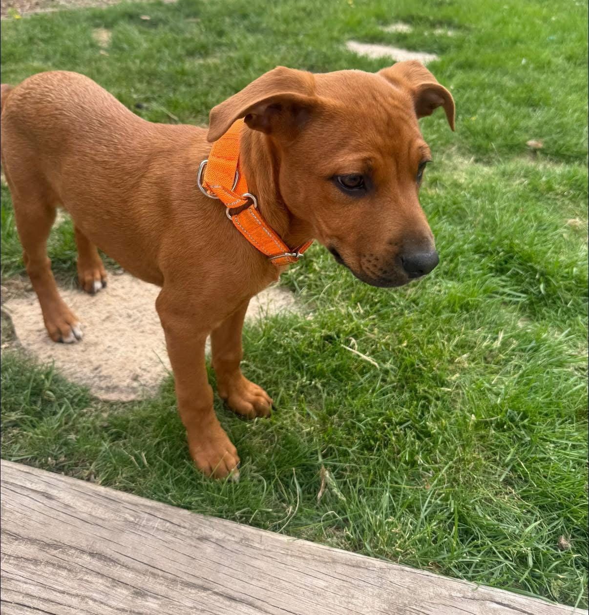 Hazel