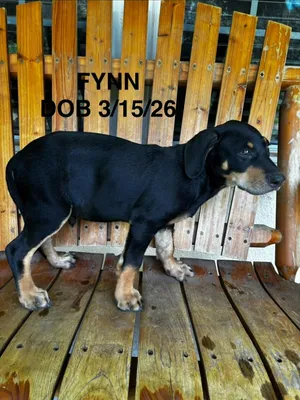 Fynn