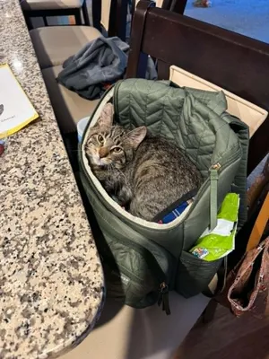 Pita