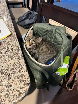 Pita