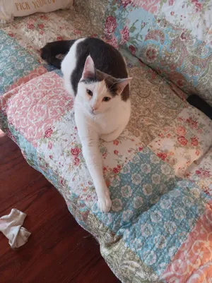 Gus