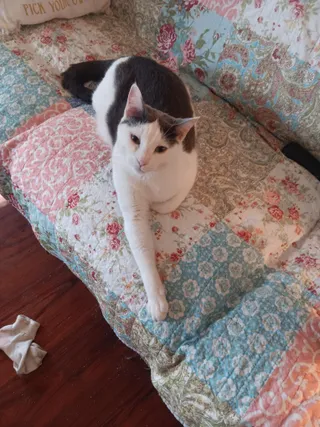 Gus