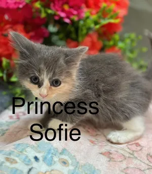 Bella (Princess Sofie's Sister)