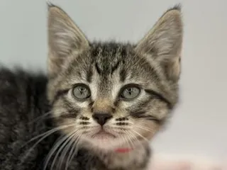 Tigerlily