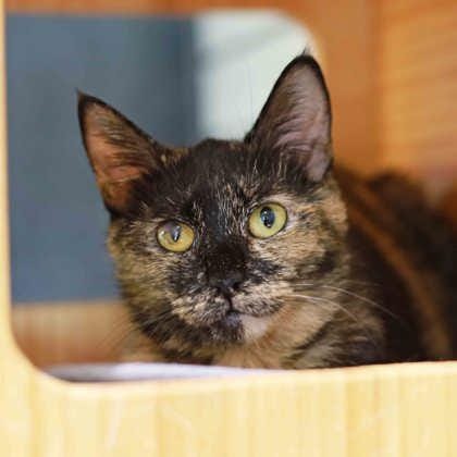 Evelyn