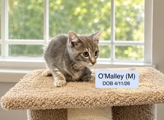 O'Malley