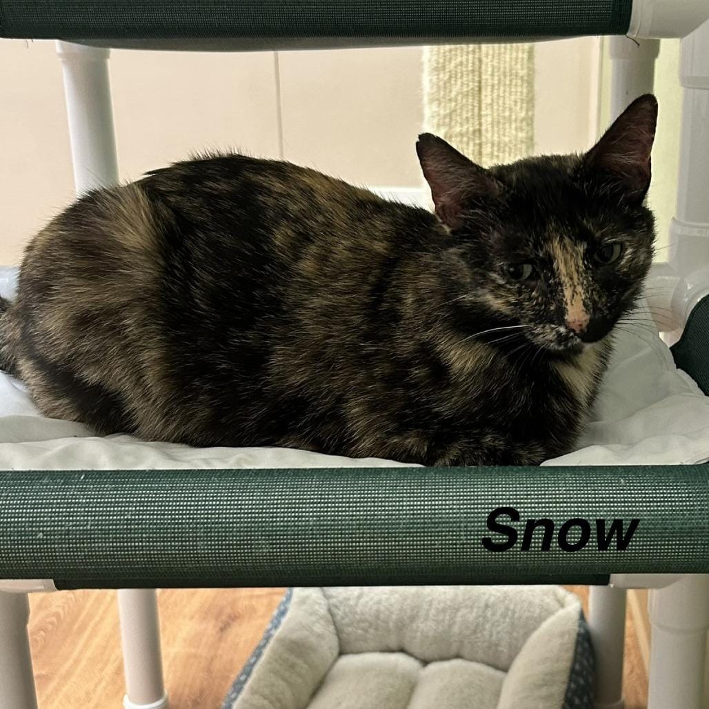Snow