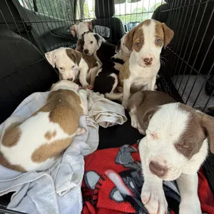 Chloe Pups (Nine of them)