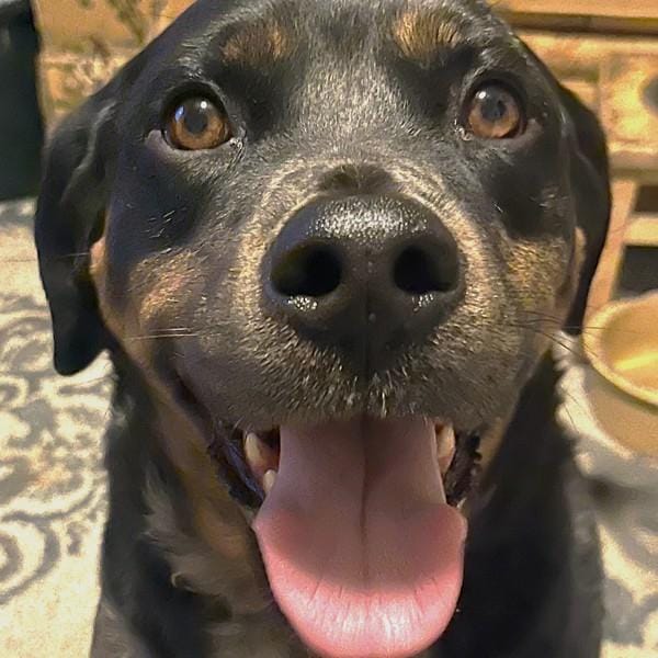 Toby
