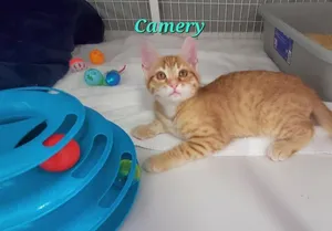 Camery