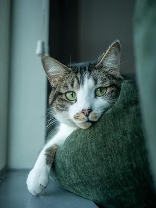 Enzo