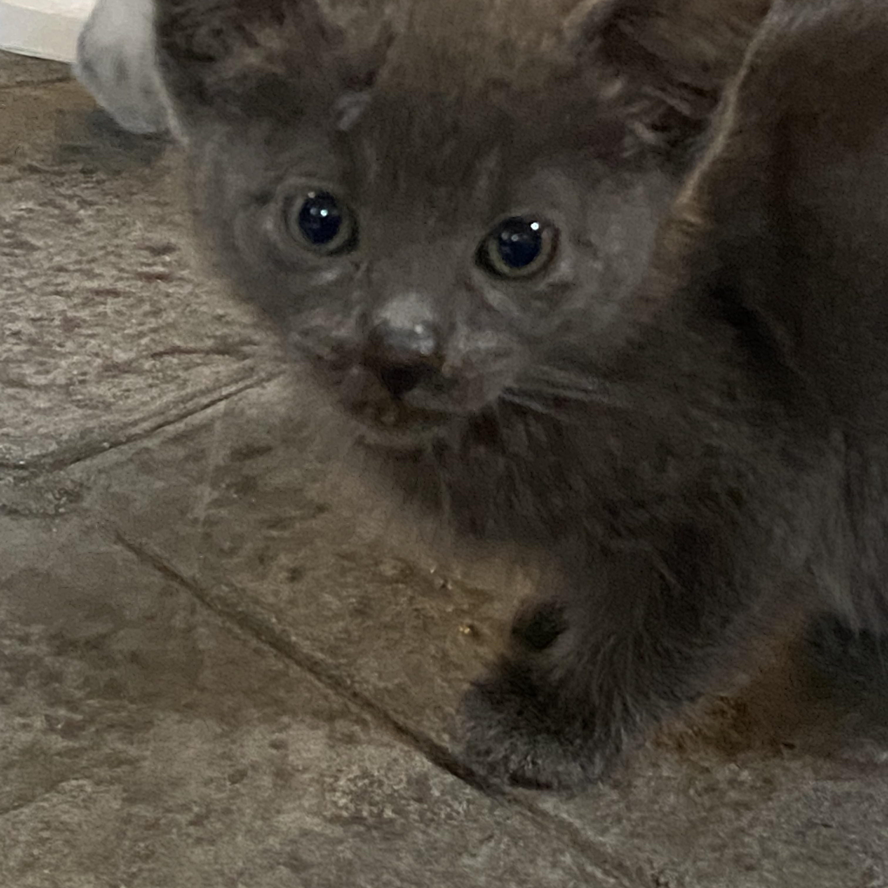 3 kittens