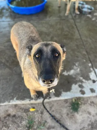 Razzle NEED FOSTER URGENTLY
