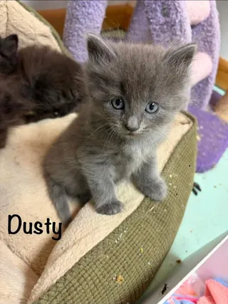 Dusty