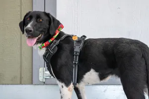 Bali - Foster to Adopt