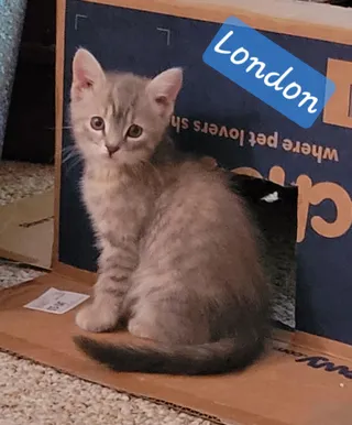 London