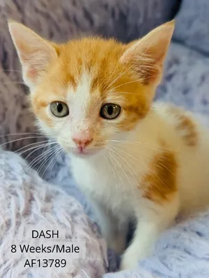 Dash