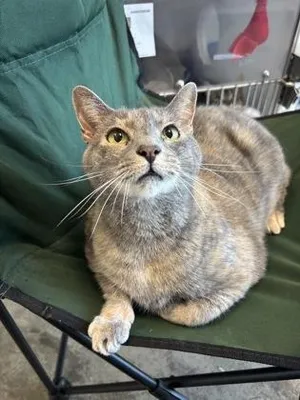 Cate