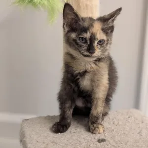 Daphne